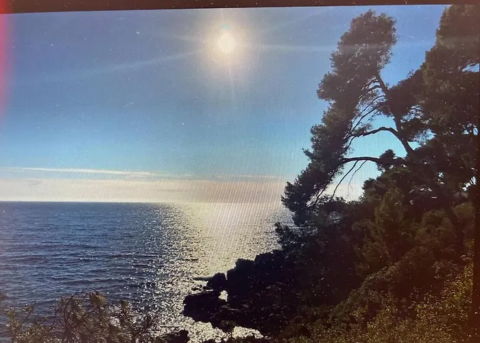 Pin Rollan * Saint-Mandrier-sur-Mer