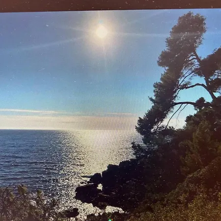 Pin Rollan * Saint-Mandrier-sur-Mer